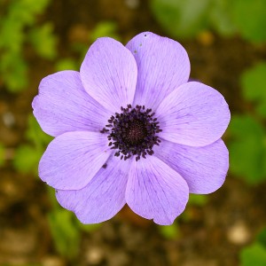 Pretty anemone