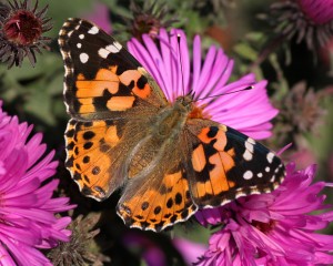 Painted Lady Butterfly