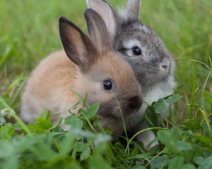 Fluffy Bunny Friends