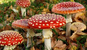 Fly agaric mushrooms