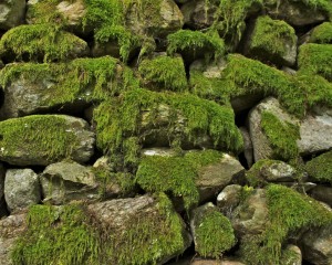 Magical Moss